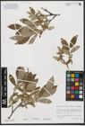 Foto von Salix stipulifera Flod. ex Häyrén